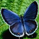 mama-doodle-bug avatar