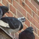 mama-mia-its-mia avatar