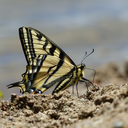 mandas-photos avatar