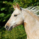 maneattraction avatar