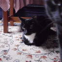 mangosandlimes avatar