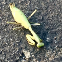 manic-pixie-dream-bro avatar