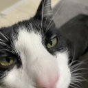 manicpixiegirlboy avatar