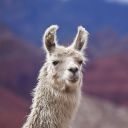 many-llamas avatar