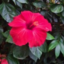 maplesyrup3501 avatar