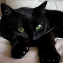 maplesyruptears avatar