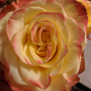 marge-madness avatar