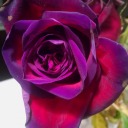 mariadreaming9 avatar