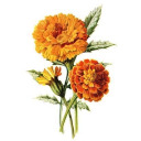 marigold-flower avatar