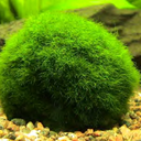 marimo-sanctuary avatar