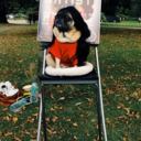 marinaabramopug avatar