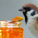 marmaladesparrows avatar