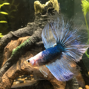 marvelousbettas avatar