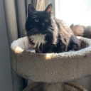 marvelousmeatballs avatar