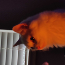 masqueradingcowlic avatar