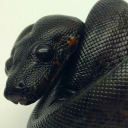 massivebonkgothparty avatar