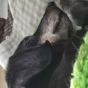 masternoodlenugget avatar