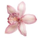 matchawithangela avatar