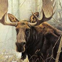 mauve-moose avatar