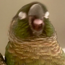 maximumsaladexpert avatar