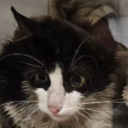 maybe-buttons avatar