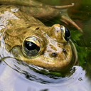 maybe-i-will-animals avatar