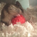 maybeacrowdedmind avatar