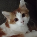 maybeitsmangoes avatar