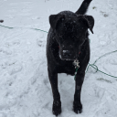 meatybear2009 avatar