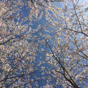 mechanicalcryptid avatar