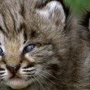 mechanicalmayhem avatar