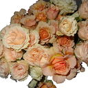 mediocrewriting avatar