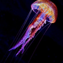 medusapelagia avatar