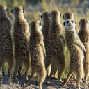 meerkat-mode avatar