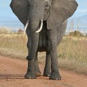 megafaunabracket avatar