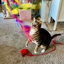 megaturtlechelle avatar