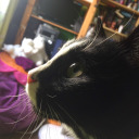 meggiemoomintroll avatar