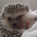 meggiepenguin avatar