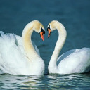 meltingthemoon avatar