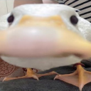 memes-are-life24 avatar