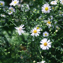 memories-of-books avatar