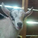 mentallytiredgoat avatar