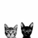 meowlovers avatar