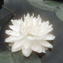 meowmeow5559275 avatar