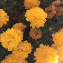 merlin-and-aithusa avatar