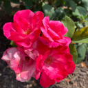 merlins-strawberriesandroses avatar