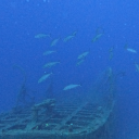 meteoritesandseaturtles avatar