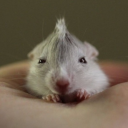 mice-verstappen avatar