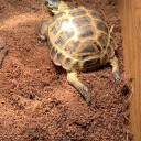 michael-the-russian-tortoise avatar