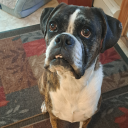 michaeljesuscaboose avatar